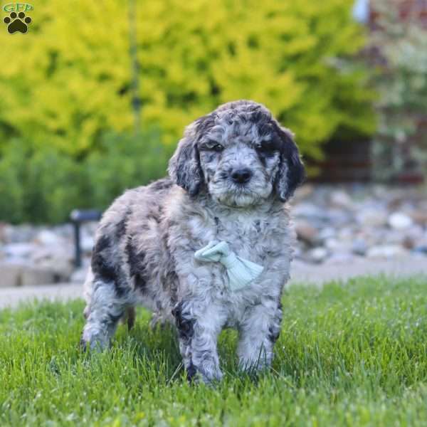 Ranger, Newfypoo Puppy